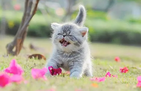 今日科普：猫喜欢接近什么样的人？