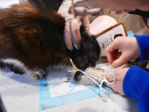 垂暮猫咪不停用头蹭着小哥 垂暮猫咪不停用头蹭着小哥