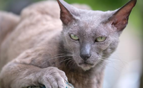 科拉特猫猫瘟怎么治疗？快来一起来瞧瞧吧！