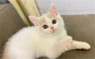 快来了解:猫中暑会吐吗?
