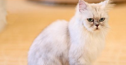 金吉拉猫怎么看品相？怎么选择呢？