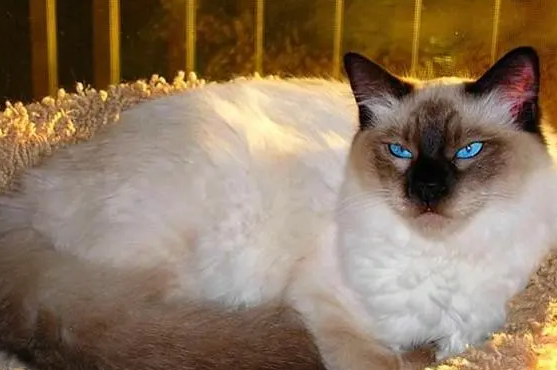 巴厘猫价格是多少?想养的来看看吧 巴厘猫价格是多少?想养的来看看吧