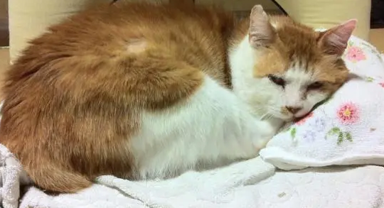 猫与主人缘分尽了就会死吗 猫与主人缘分尽了就会死吗