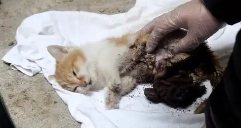 小猫腹部撕,虽熬过了手术,却还没能扛过来 小猫腹部撕,虽熬过了手术,却还没能扛过来