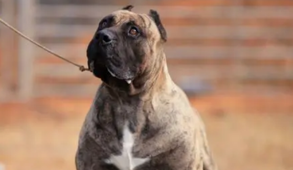 加纳利犬在哪里买