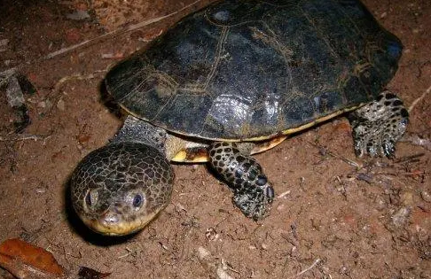 花面蟾龟如何分公母?想养的人来看看吧