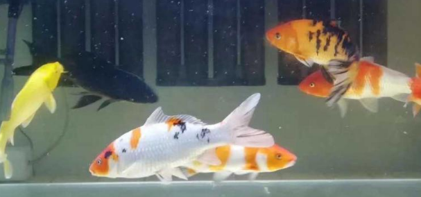 鱼缸水浑浊放什么变清澈