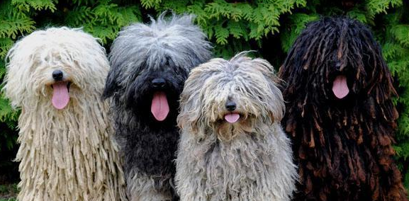波利犬怎么养?方法如下 波利犬怎么养?方法如下