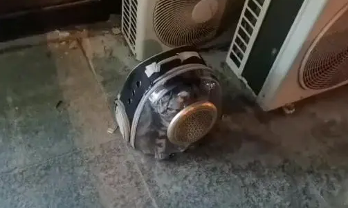 因为经济能力有限，美短就应该被抛弃吗？