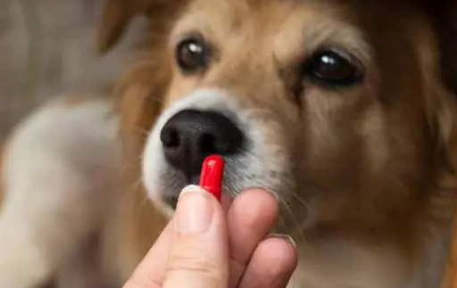狗狗体内驱虫吃什么