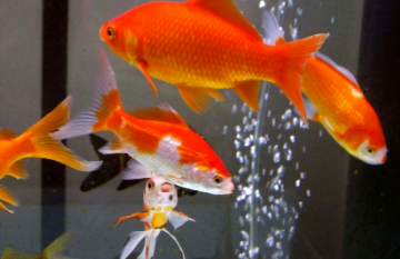 鱼缸里的新水怎样才能养好