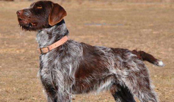 刚毛指示格里芬犬产后吃什么?你一定要了解!