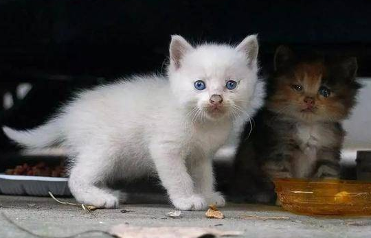 猫咪被情侣弃养,却意外撞见失恋女孩,彼此治愈互相温暖! 猫咪被情侣弃养,却意外撞见失恋女孩,彼此治愈互相温暖!