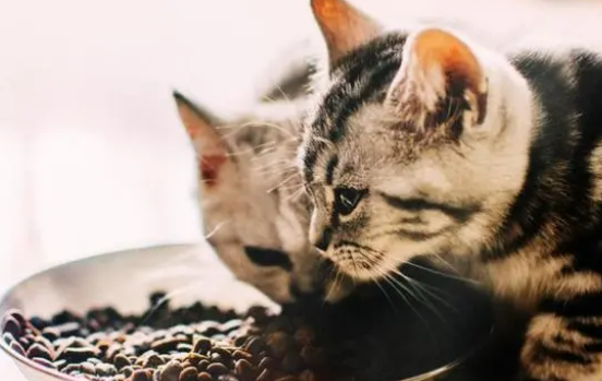 猫咪绝食是什么原因？一起来瞧瞧