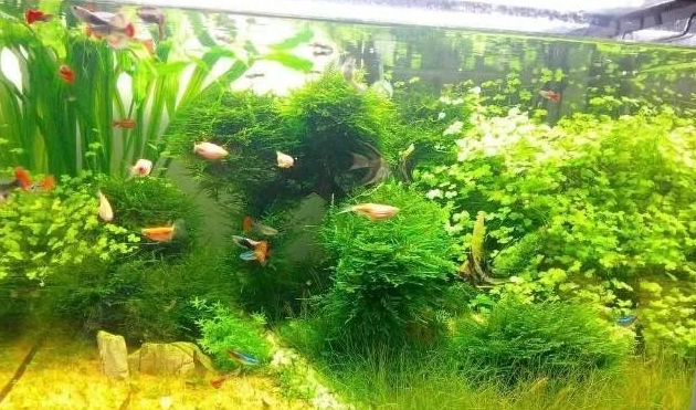 鱼缸水草怎么消毒