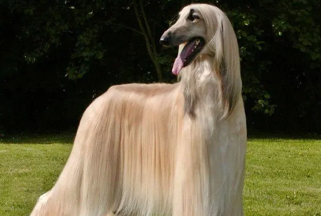 一文告诉你，阿富汗猎犬服从性怎么训练？