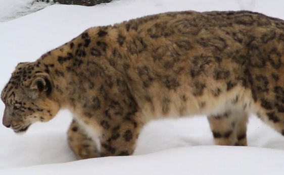祁连山发现一只雪豹，体型壮硕，身姿矫健，嘴里还叼着一头岩羊