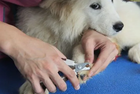 狗狗多大可以剪指甲