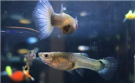 孔雀鱼鱼粮哪个牌子好