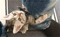 打完猫后猫原谅你的表现