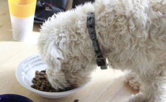 雪纳瑞多大吃成犬狗粮？看看这篇文章怎么说