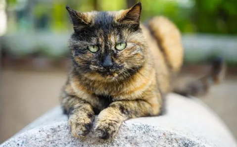 玳瑁猫一般是什么品种？铲屎官可以瞧瞧~