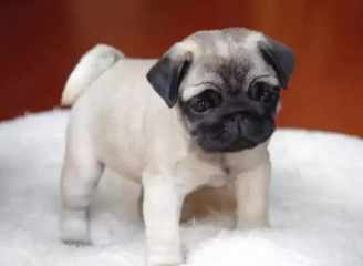 为什么巴哥犬刚开始养就后悔？一文告诉你！