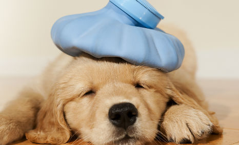 宠物犬感冒吃什么药