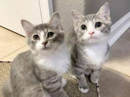义工收养后脚畸形小奶猫,长大后,网友惊叹! 义工收养后脚畸形小奶猫,长大后,网友惊叹!