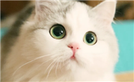 猫为什么有时候过来闻人?大家一起来看看是什么原因吧!