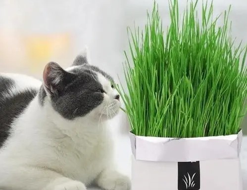 猫草的作用与功效 猫草的作用与功效