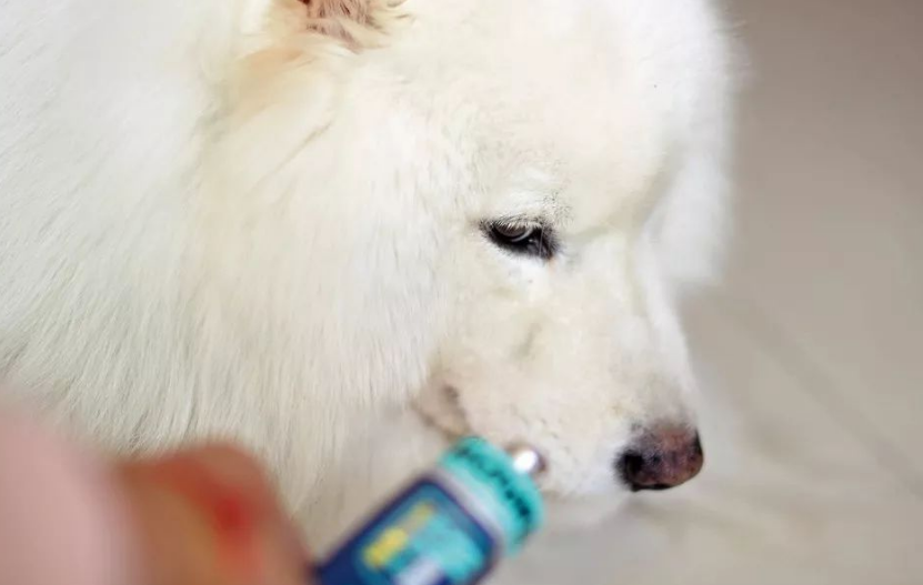 什么牌子狗营养膏好 什么牌子狗营养膏好