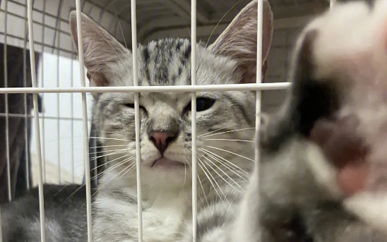 笼养猫咪性格能变好吗？猫脾气不好的原因在这里