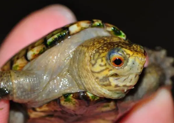 头盔泥龟一般几月下蛋?感兴趣的来了解下吧