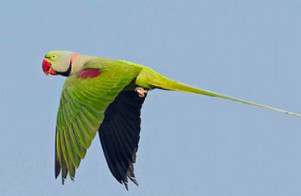 亚历山大鹦鹉繁殖,想了解的来看看?