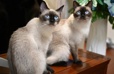 暹罗猫为什么叫猫中王子？新手铲屎官可以看看~