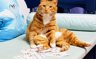 人可以和猫打扑克吗