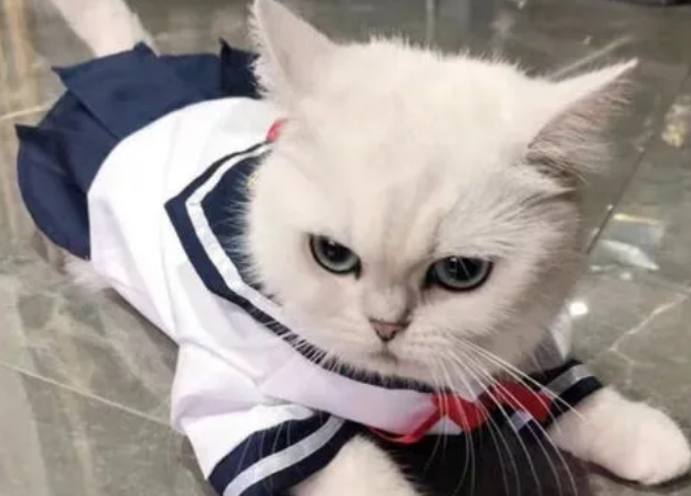猫喜欢男人还是女人？来这里看看吧