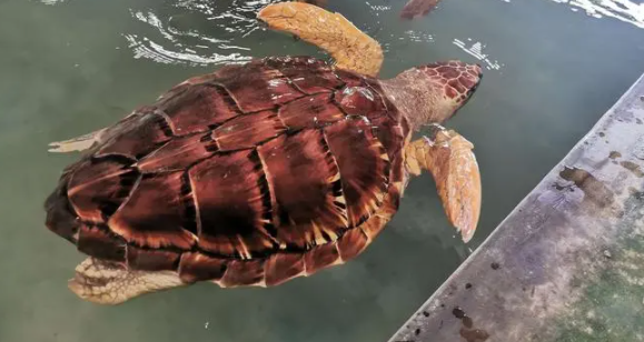 红海龟能活多少年?速速来了解!