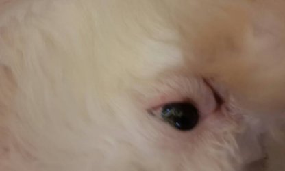 狗狗眼睛红可以吃消炎药吗