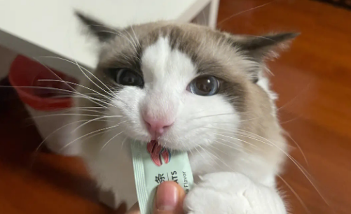 布偶猫可以吃猫条吗