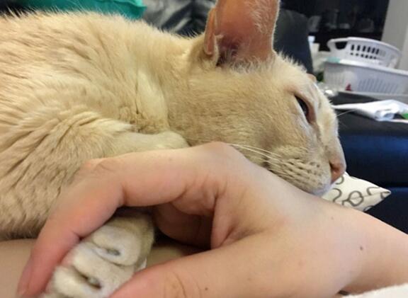 猫为什么不喜欢牵手？看完，你就知道了