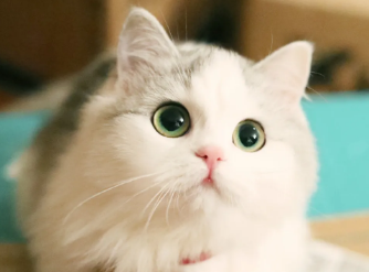 猫咪贫血症状？新手铲屎官可以看看~