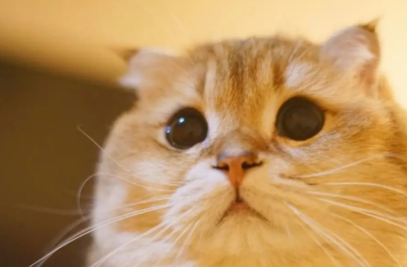 快来了解：猫可不可以闻电子烟？