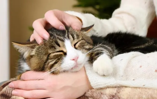 猫咪摸它哪里最舒服