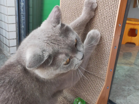 买什么形状的猫抓板好用