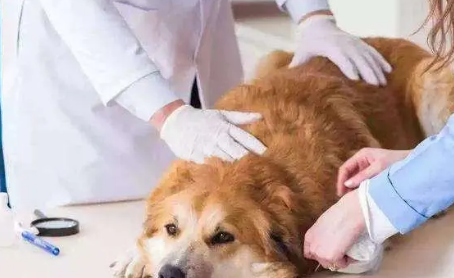 狗狗体外驱虫多久做一次