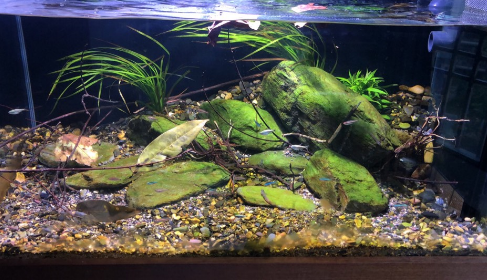 溪流缸怎么种水草 溪流缸怎么种水草