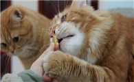 猫咪鱼油怎么吃