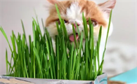 小麦猫草怎么种
